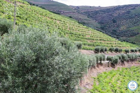 Quinta Do Monte Bravo - Douro - Quarto Duplo Villa Ervedosa do Douro Ngoại thất bức ảnh